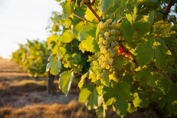 Lumière sur la vigne dans le Layon