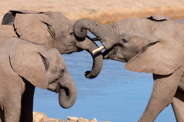 African Elephant Greeting