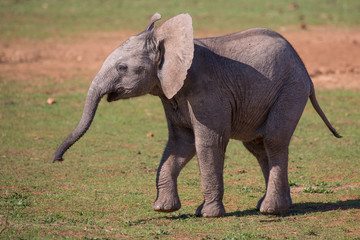 Fototapeta na wymiar Cute Baby African Elephant