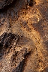 part of an old tree trunk
