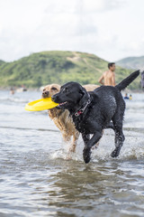 Labrador Retriever in a game of Frisbee