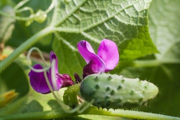  Modern technology in the cultivation of vegetables concept .  Unripe bean (Phaseolus vulgaris)...