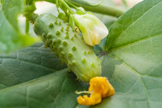 Decorative vegetable. Vegetables from a kitchen garden . genetics haricot . genetically modified organism . Haricot is genetically connected with a cucumber .