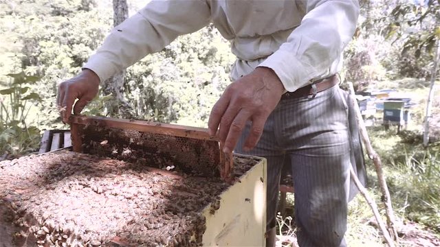 Hispanic beekeeper or apiarist keeps bees in order to harvest their honey on the Ecuadorian jungle. slow motion