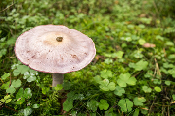 Death Cap Fungi - Amanita phalloides Growing in the grass at forest