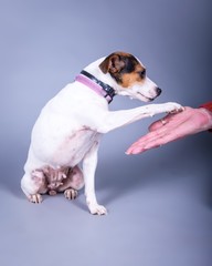 Dog on background. taken in a studio.