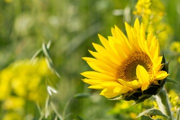 sunflower