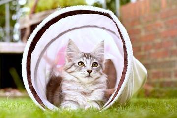 Norwegian Forest Cat Kitten Distracted