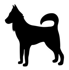 dog on a white background