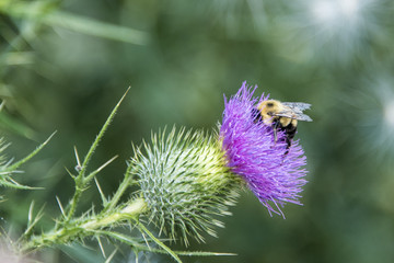 bumble bee on purple thistle