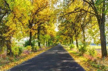 autumn, colorful way