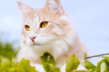 Norwegian Forest Cat Sunbathing on Bush