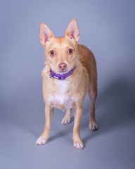 Dog on background. taken in a studio.