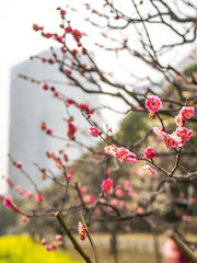 First blossoms of the season in Tokyo
