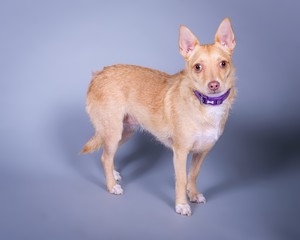 Dog on background. taken in a studio.