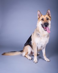 Dog on background. taken in a studio.