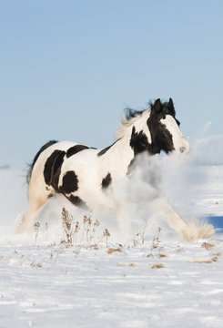 Nice gypsy horse running throught snowy landscape