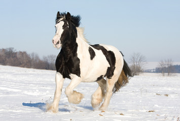 Fototapeta na wymiar Nice gypsy horse running throught snowy landscape