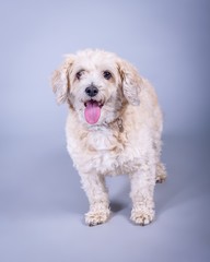 Dog on background. taken in a studio.