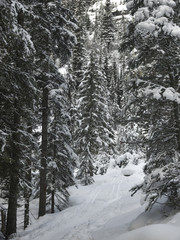 Trail through snow covered trees, Lake Louise, Banff National Pa