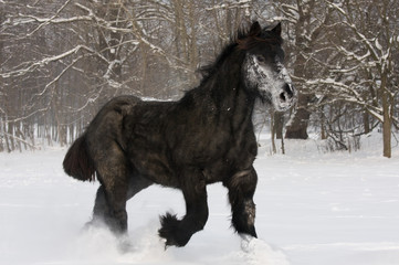 Nice black horse running