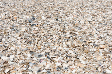 Shells on the beach