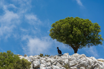 Griechische Berglandschaft mit Ziege - Lasithi Plateau Kreta