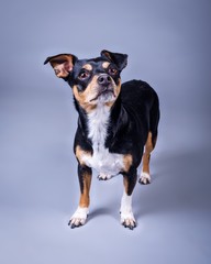Dog on background. taken in a studio.