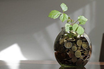 Pflanze wächst aus Geld