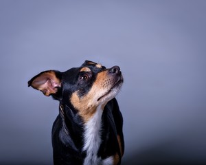 Dog on background. taken in a studio.