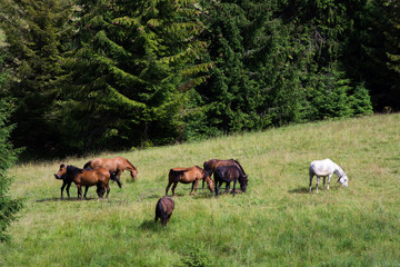 Naklejka na ściany i meble horses grazing in a pasture in the mountains