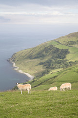 Sheep on Torr Head, County Antrim