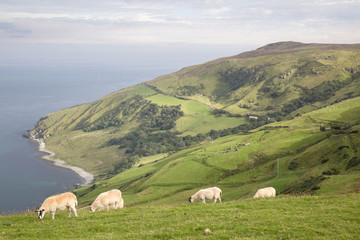 Sheep on Torr Head, County Antrim