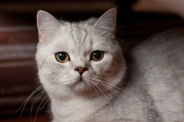 Cat British Shorthair breed