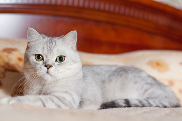 Cat British Shorthair breed