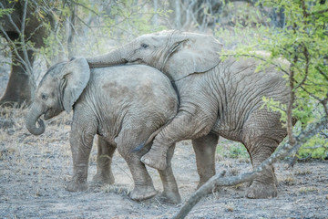 Young African elephants playing.