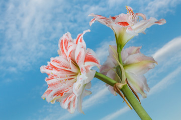 Amaryllis Blüte aufgenommen vor blauen Himmel