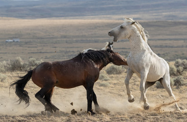 Mustang Battle