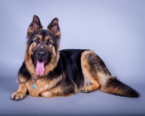 Dog on background. taken in a studio.