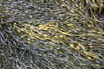 Seaweed at Cushendun Caves, County Antrim