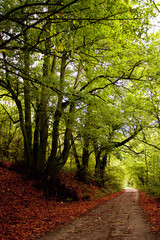 leśna droga © kolorowekadry