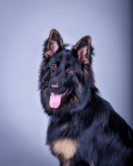 Dog on background. taken in a studio.