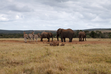 Obraz premium African Bush Elephant Taking over the water hole