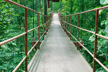 Tree Top Walk in thailand