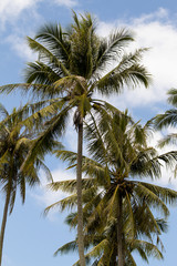 Obraz na płótnie Canvas coconut tree