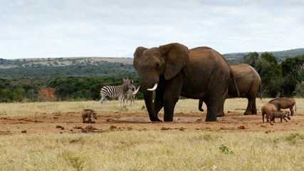 Obraz premium My water again African Bush Elephant