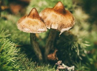 Beautiful forest mushroom.