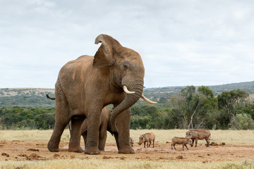 Fototapeta na wymiar Ok stop taking photos of The African Bush Elephant