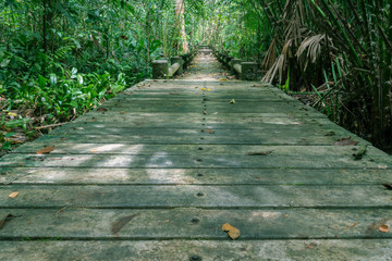 The brick walk path in the forest