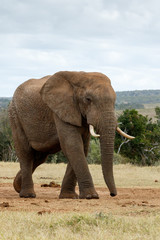 Fototapeta na wymiar Look at The Huge African Bush Elephant